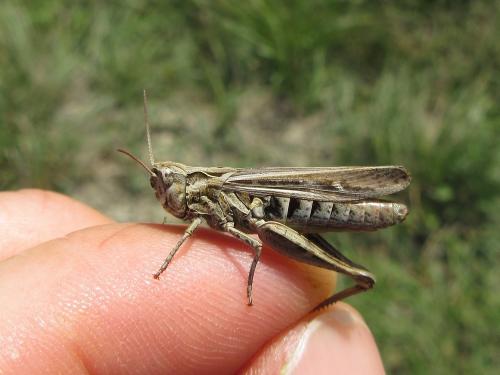 Chorthippus sp.